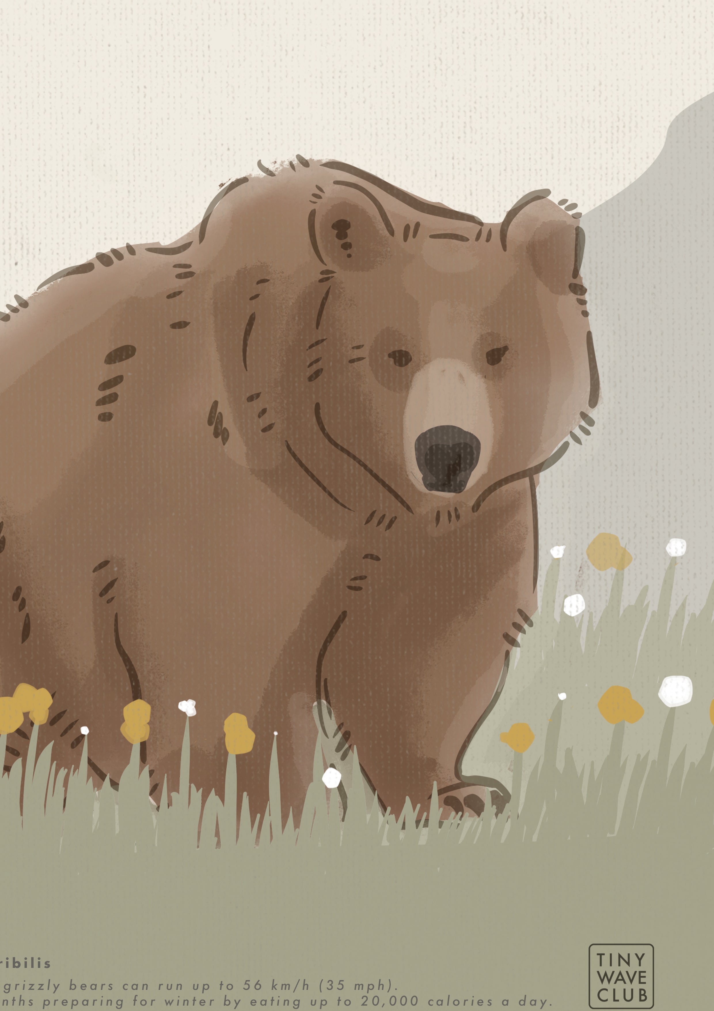 Grizzly Bear Poster · Glacier National Park, Montana, USA