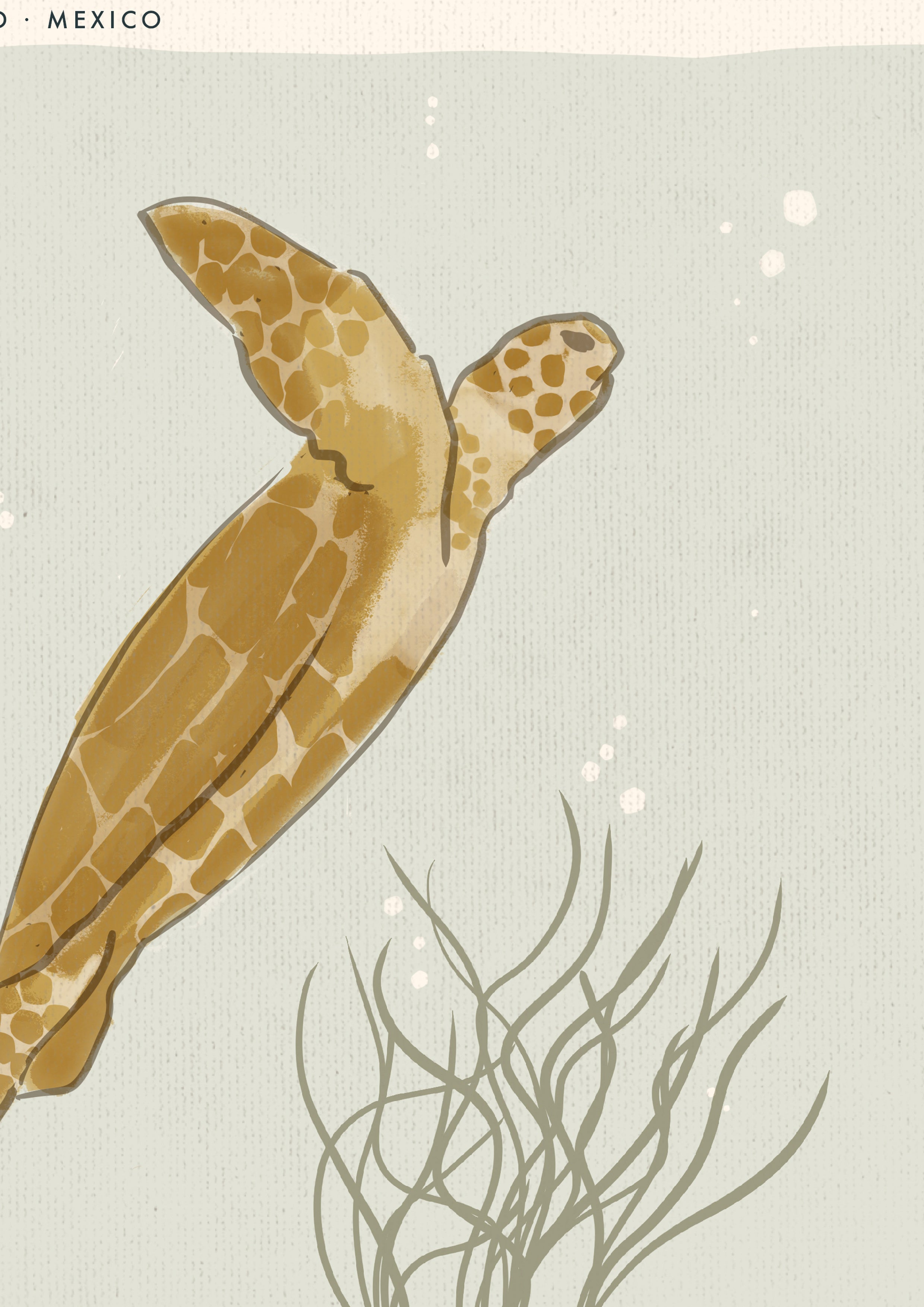 Hawksbill Turtle Poster · Holbox Island, Mexico