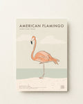 American Flamingo · Holbox Island, Mexico