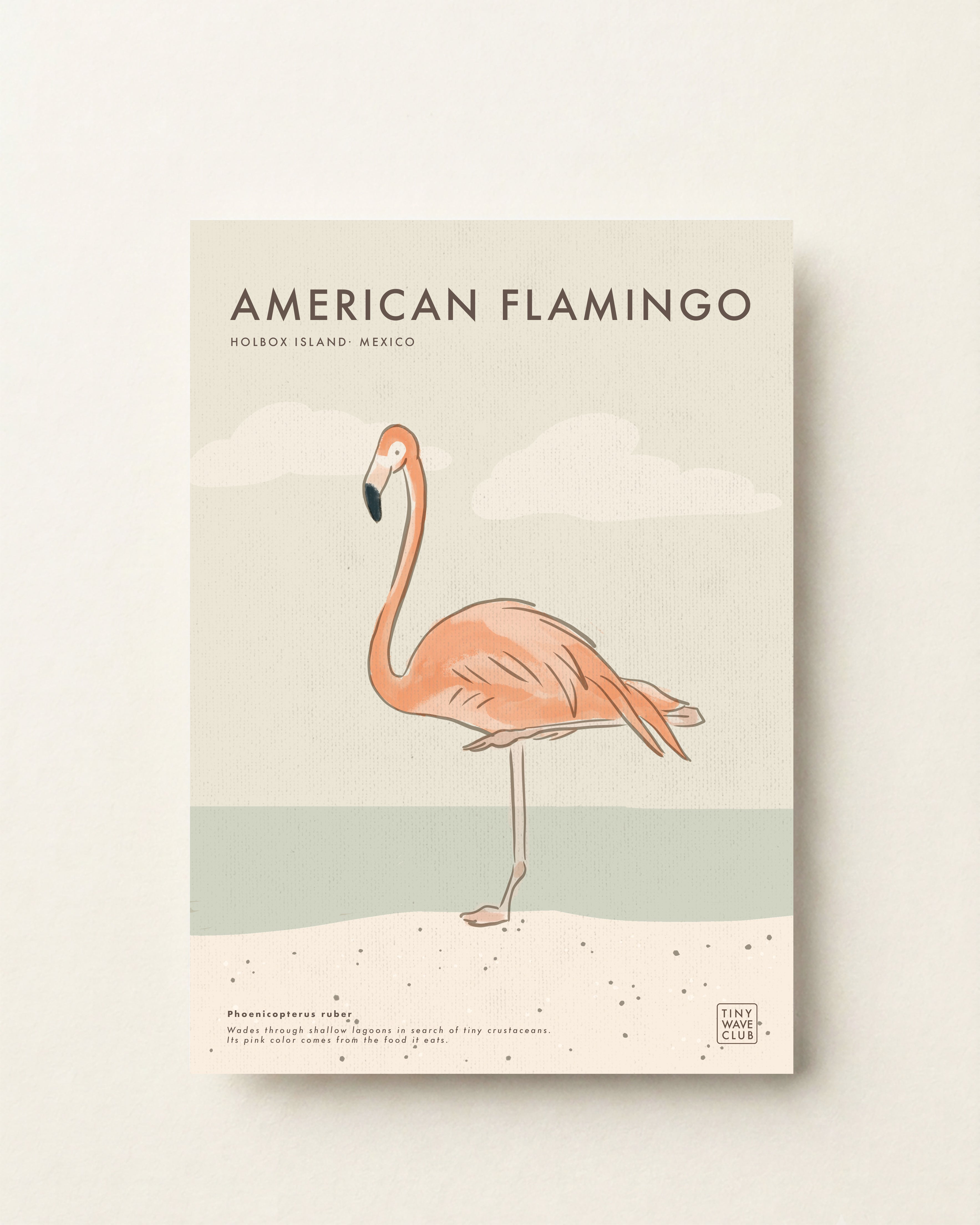 American Flamingo · Holbox Island, Mexico