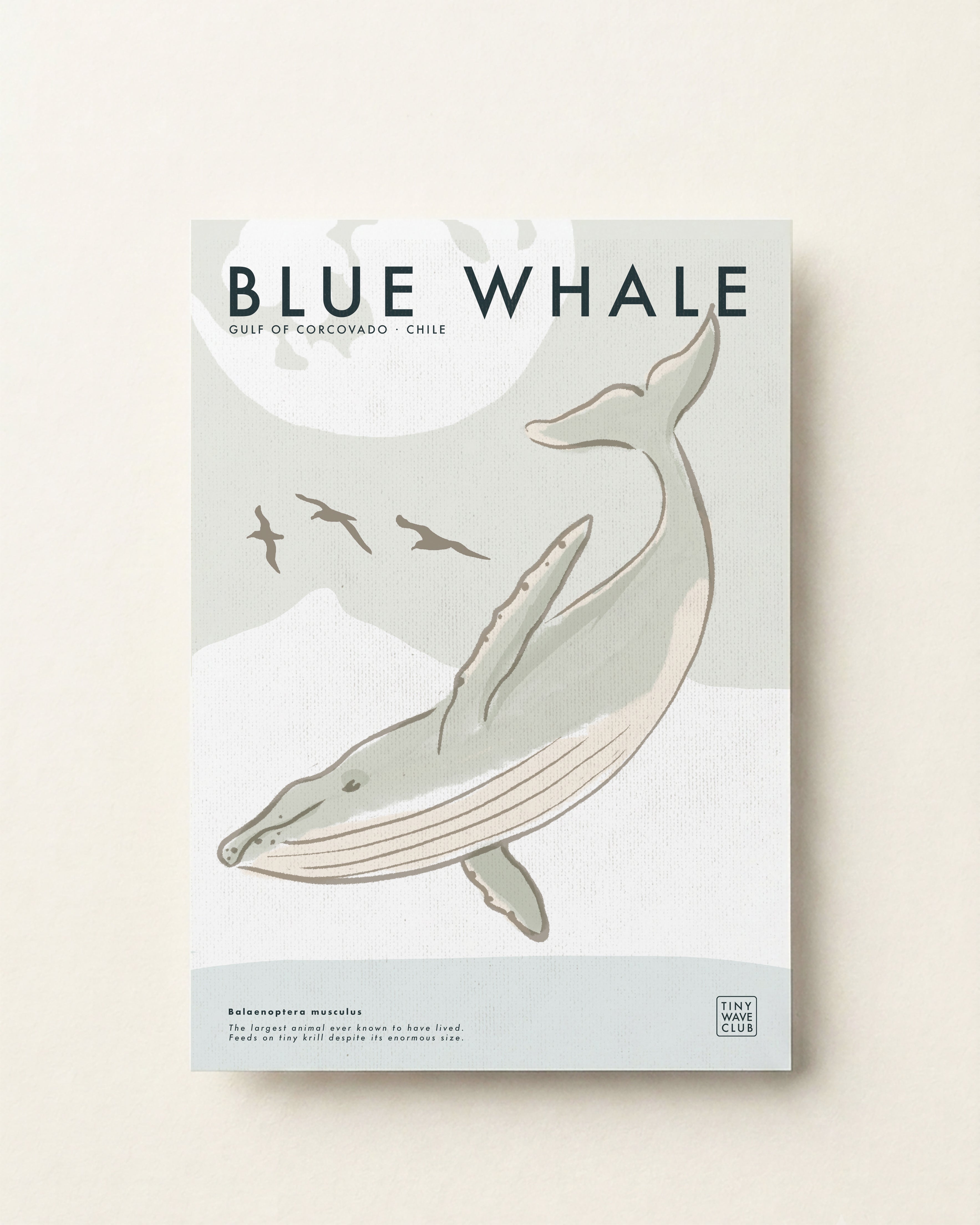 Blue Whale · Gulf of Corcovado, Chile