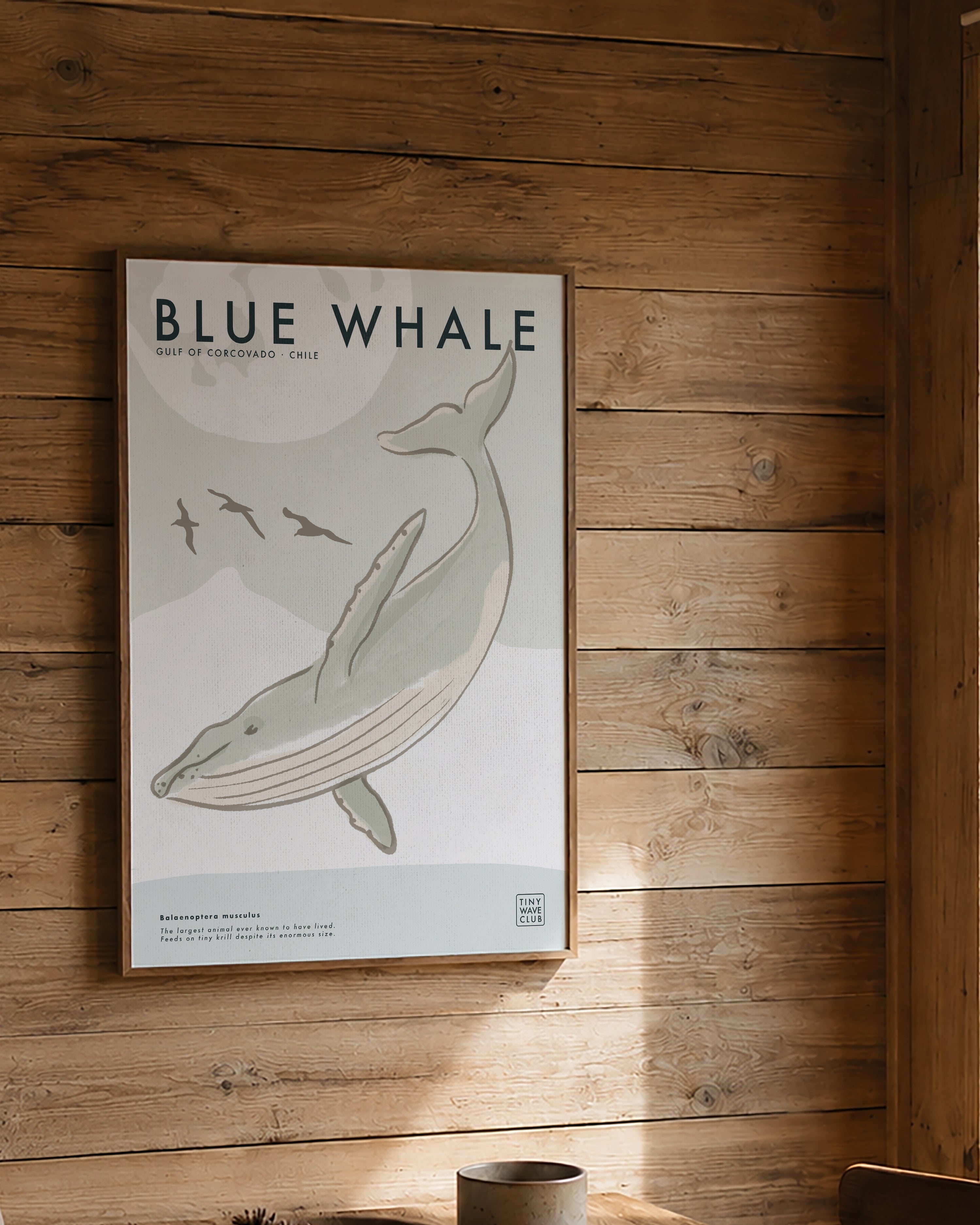 Blue Whale · Gulf of Corcovado, Chile