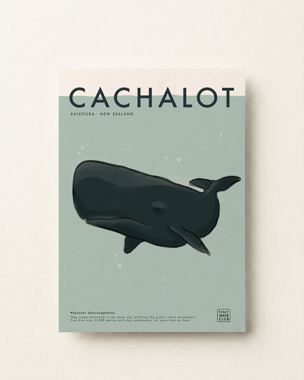Cachalot (Sperm Whale) Poster · Kaikōura, New Zealand