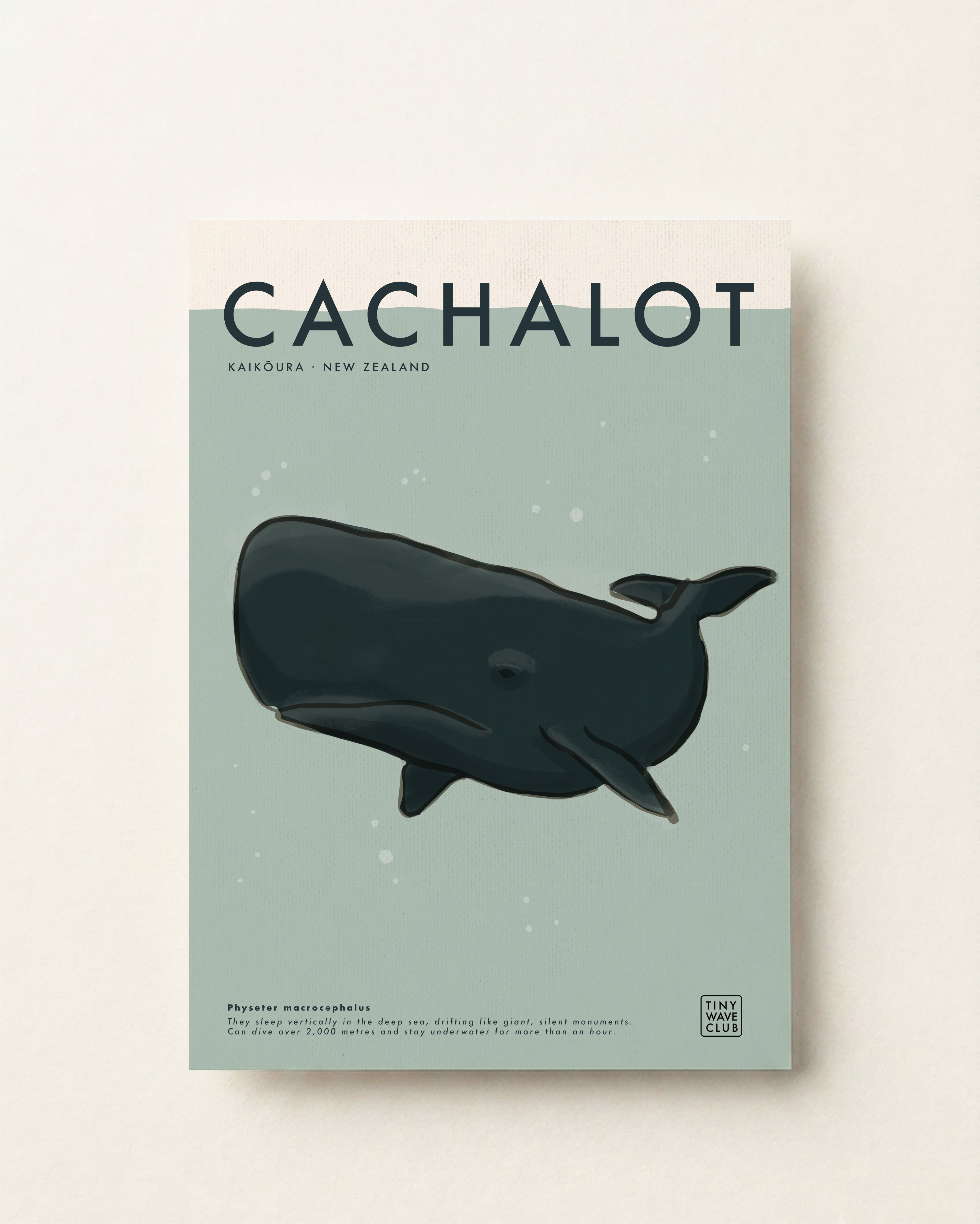 Cachalot (Sperm Whale) Poster · Kaikōura, New Zealand