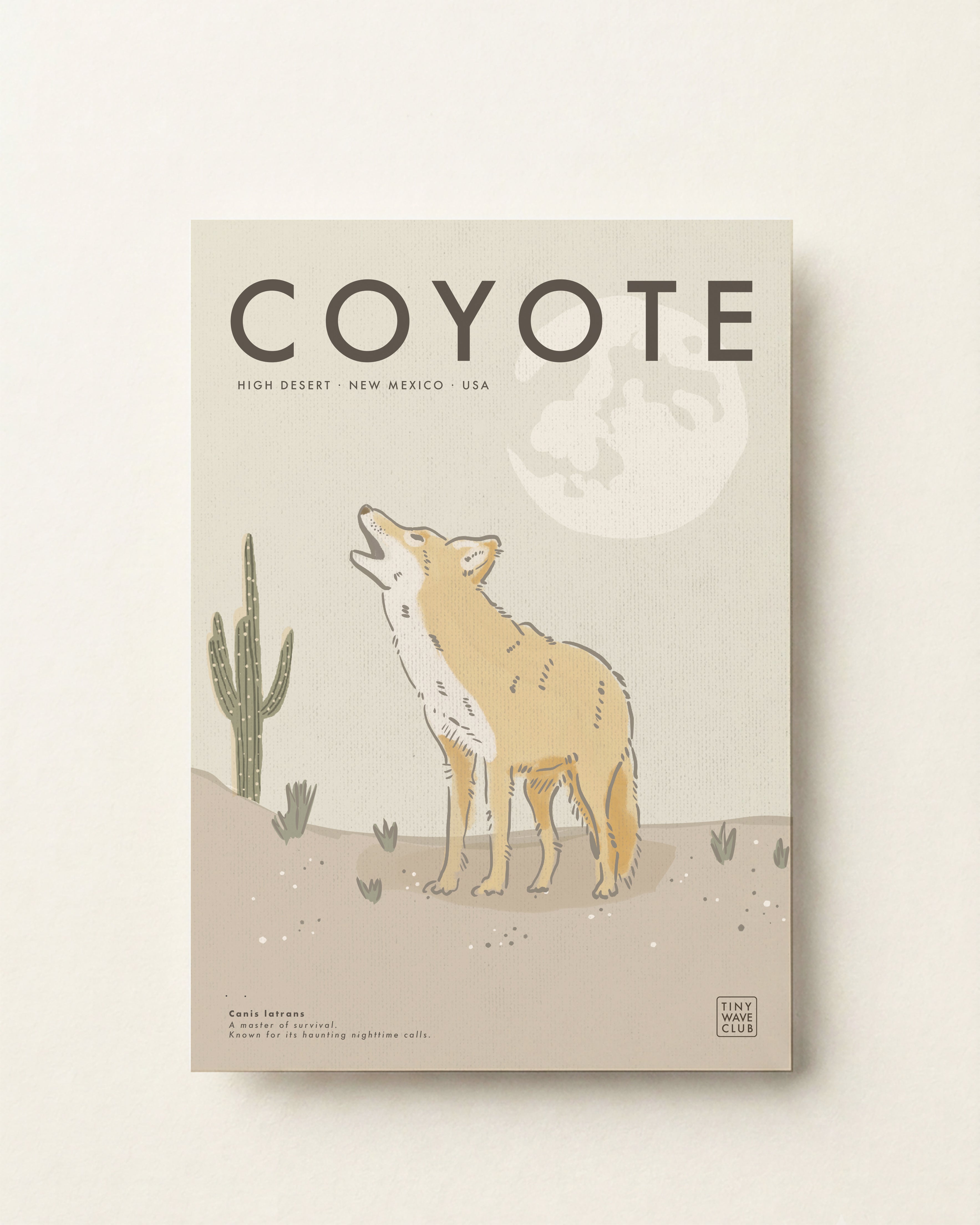 Coyote · High Desert, New Mexico, USA