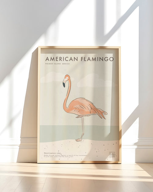 American Flamingo · Holbox Island, Mexico