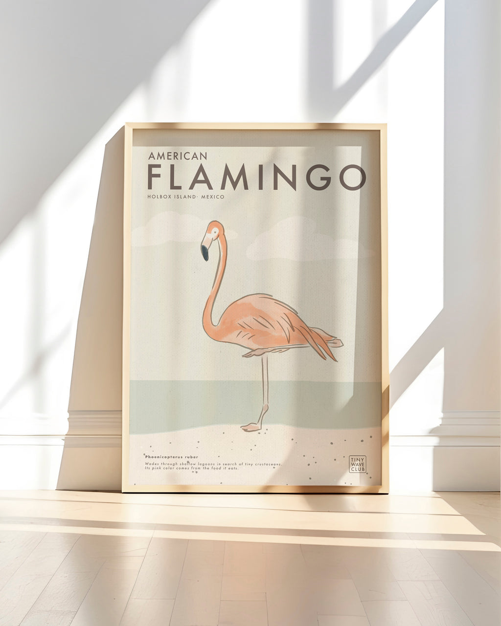 American Flamingo Poster · Holbox Island, Mexico