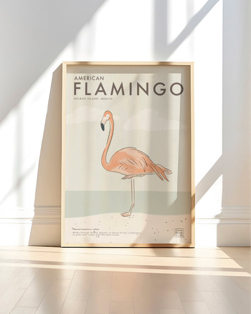 American Flamingo Poster · Holbox Island, Mexico