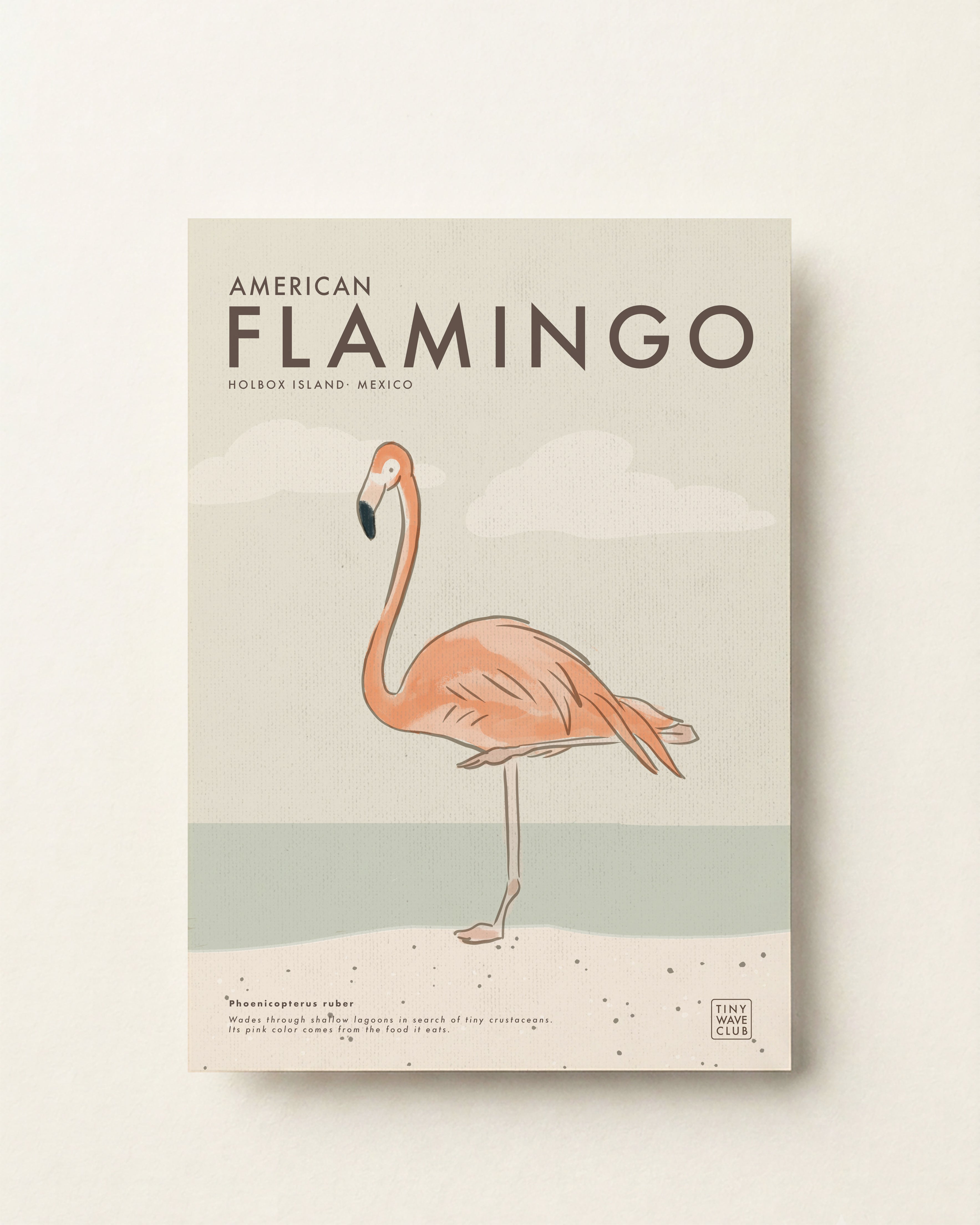 American Flamingo Poster · Holbox Island, Mexico