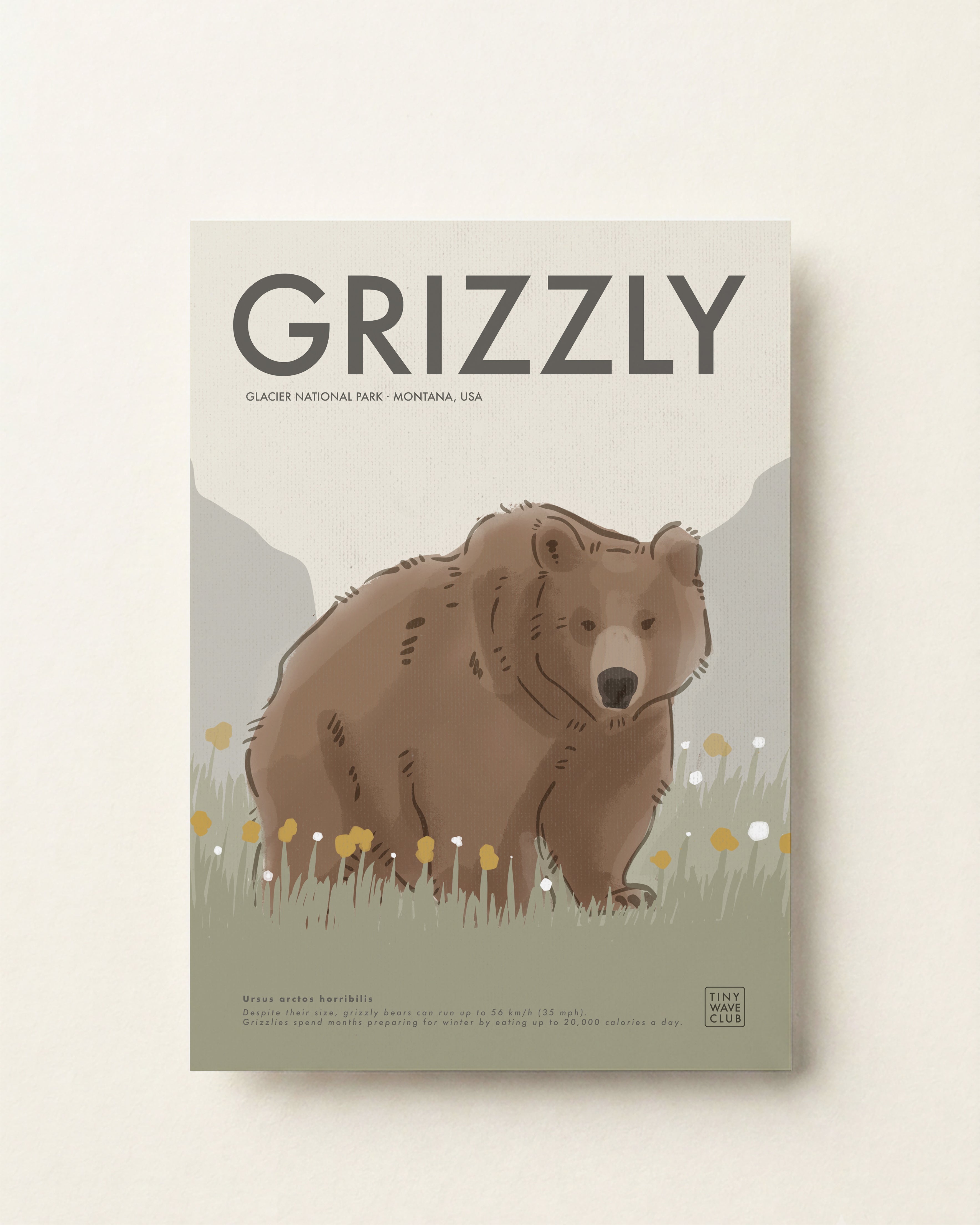 Grizzly Bear · Glacier National Park, Montana, USA