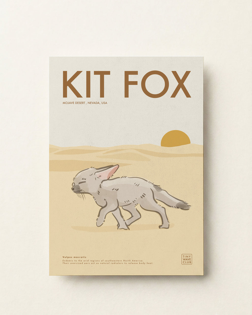 Kit Fox · Mojave Desert, Nevada, USA