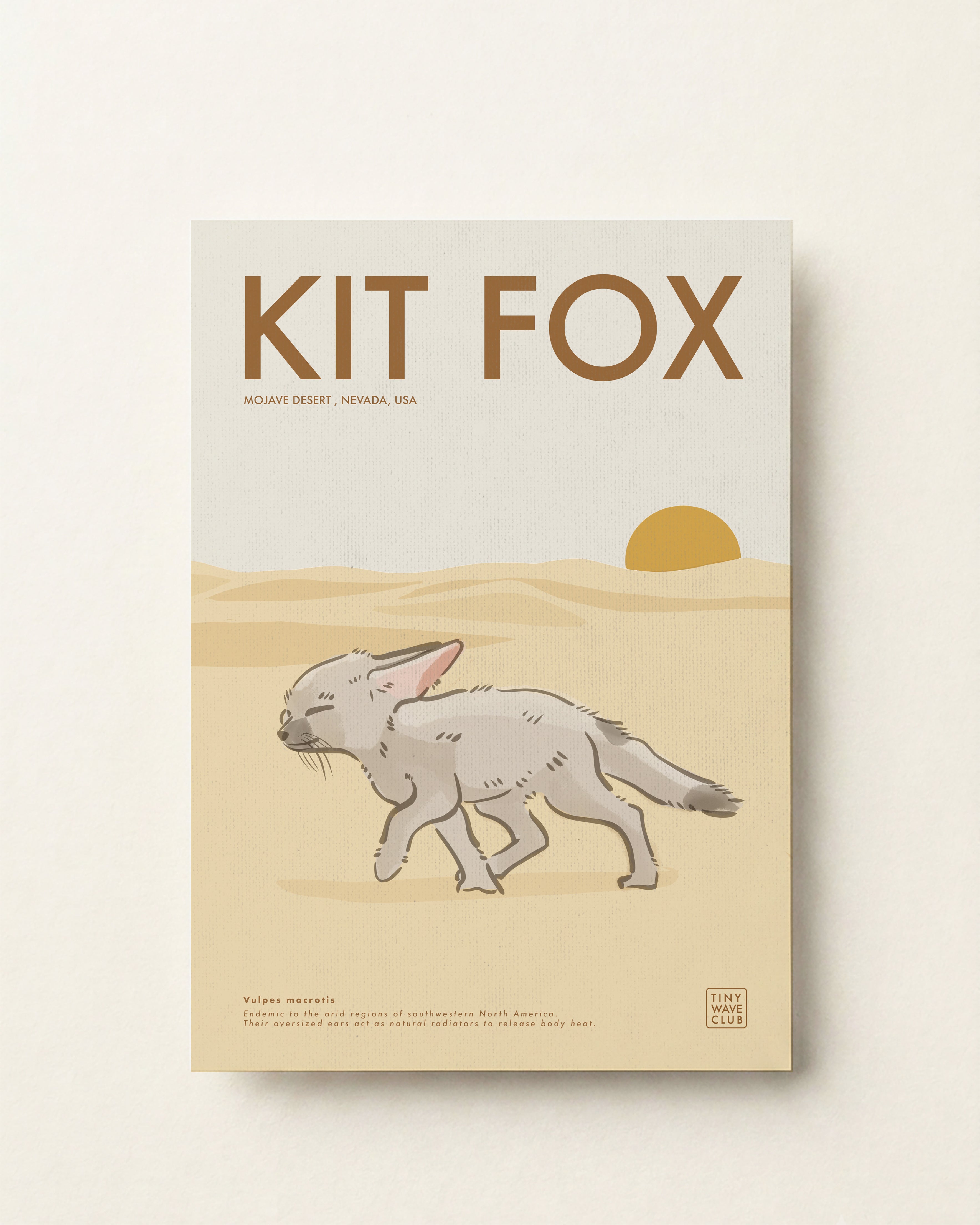 Kit Fox · Mojave Desert, Nevada, USA