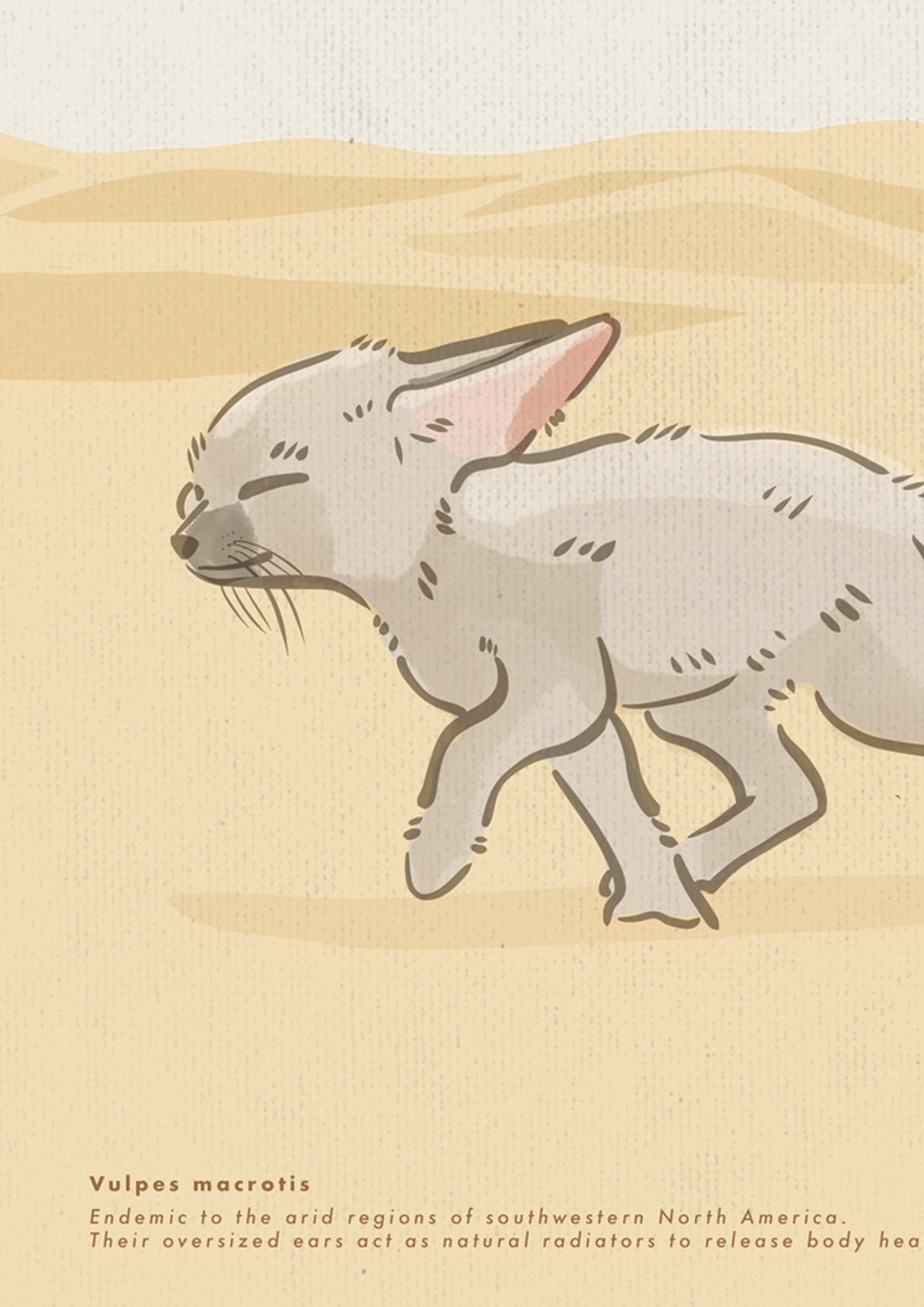 Kit Fox Poster · Mojave Desert, Nevada, USA