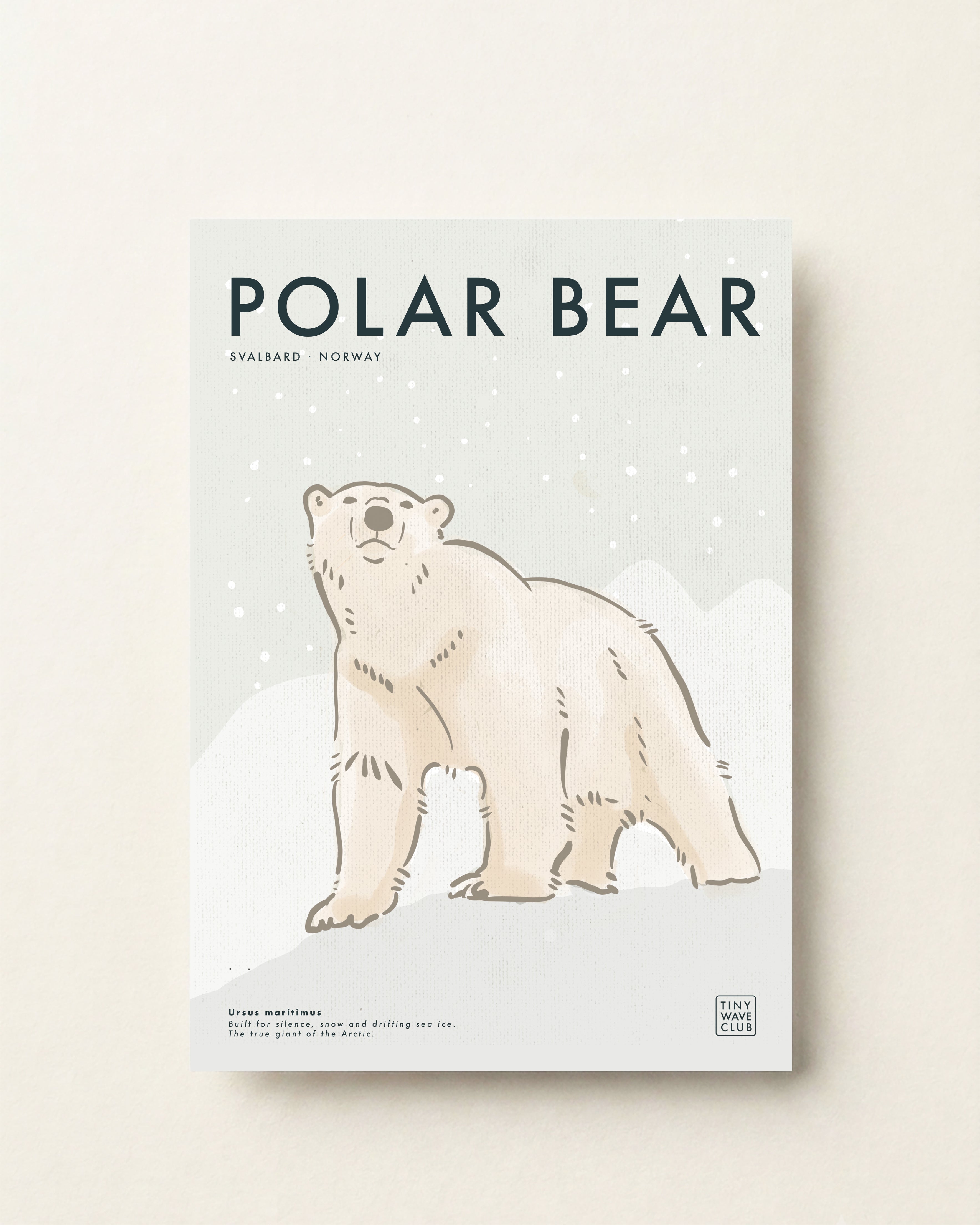 Polar Bear · Svalbard, Norway