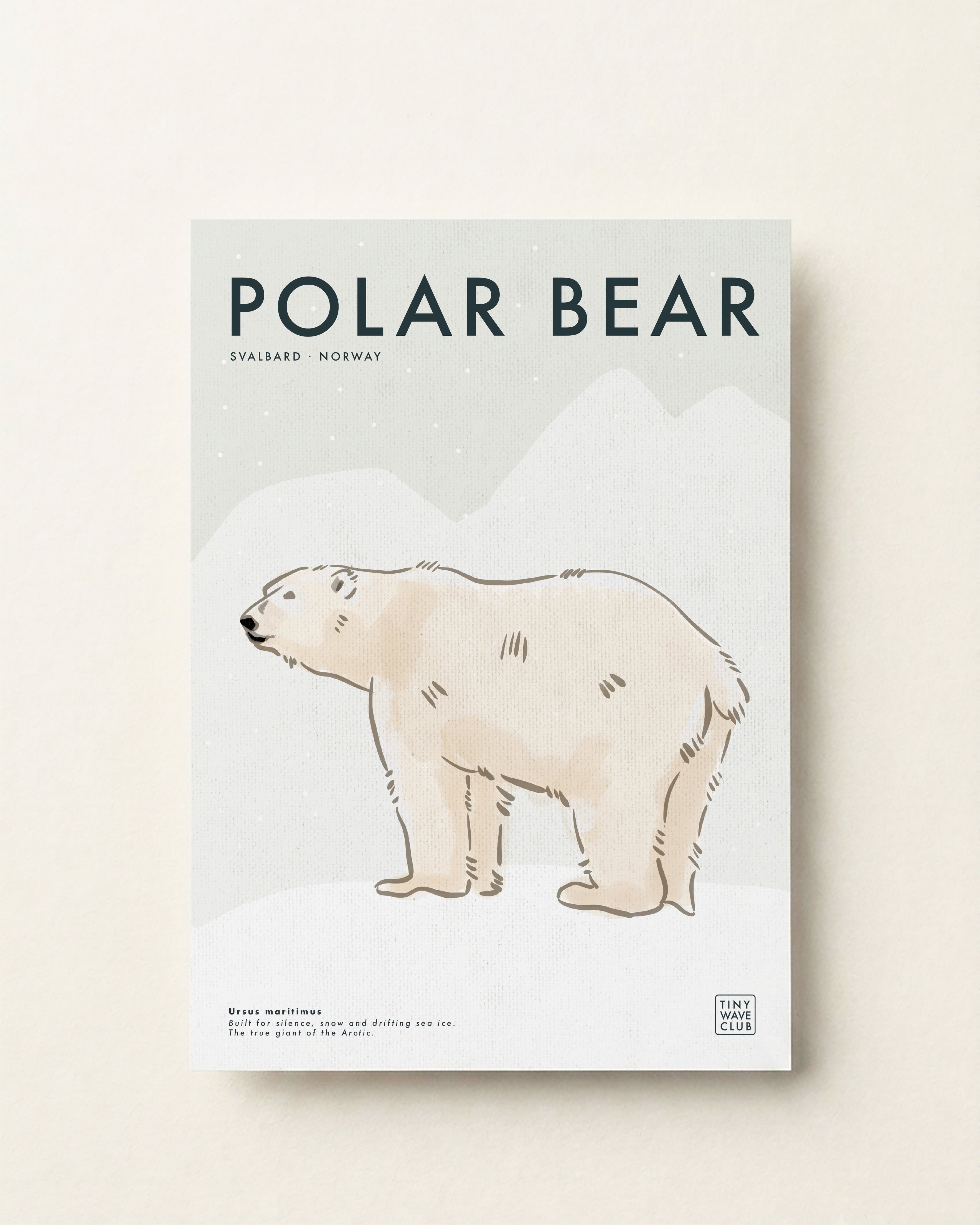 Polar Bear · Svalbard, Norway