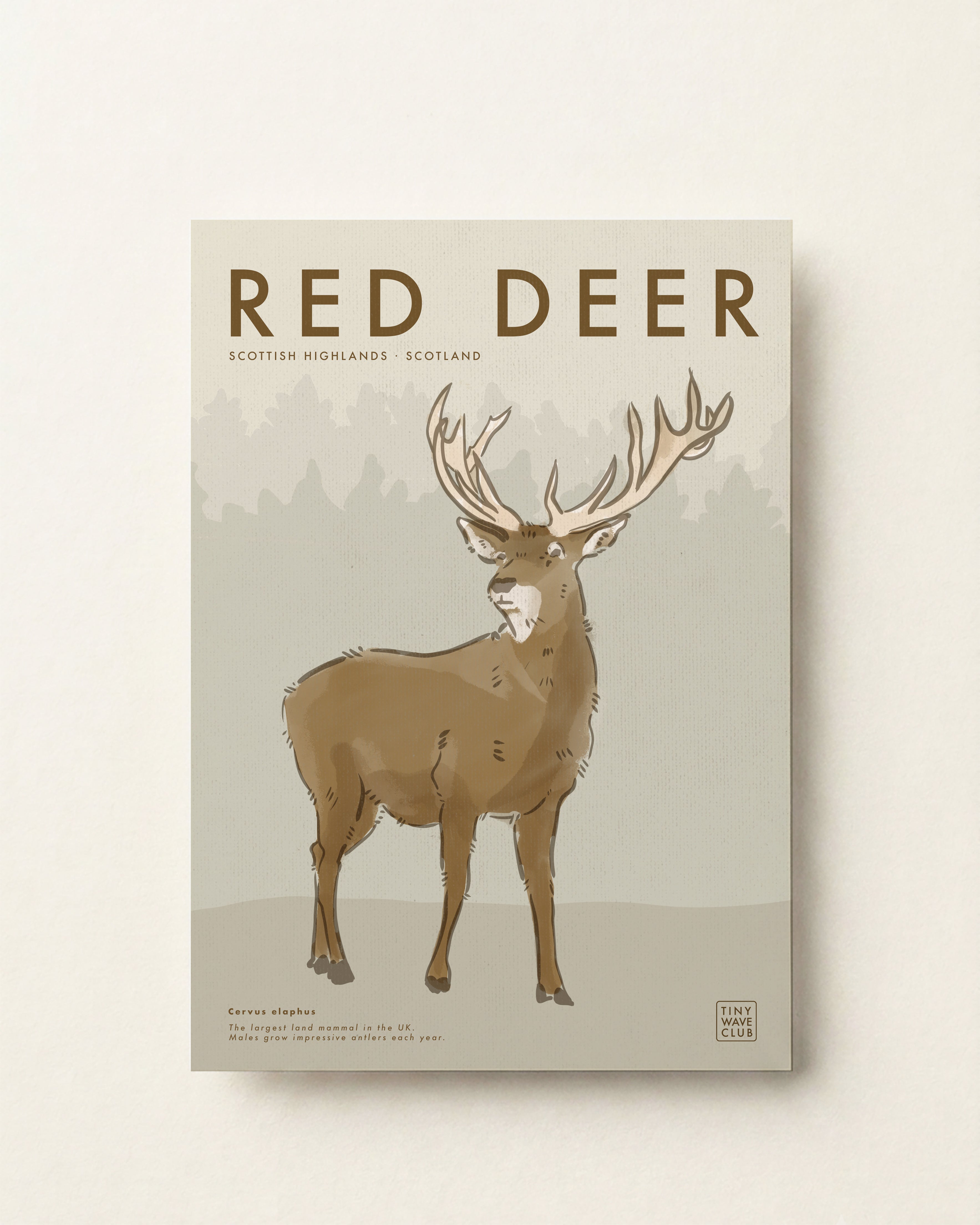 Red Deer · Scottish Highlands, Scotland
