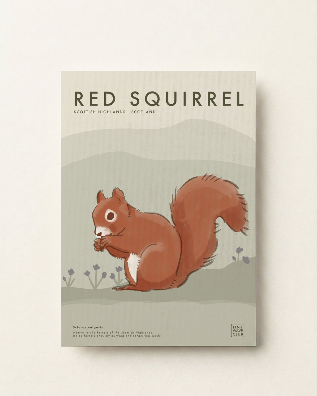 Red Squirrel Poster · Scottish Highlands, Scotland
