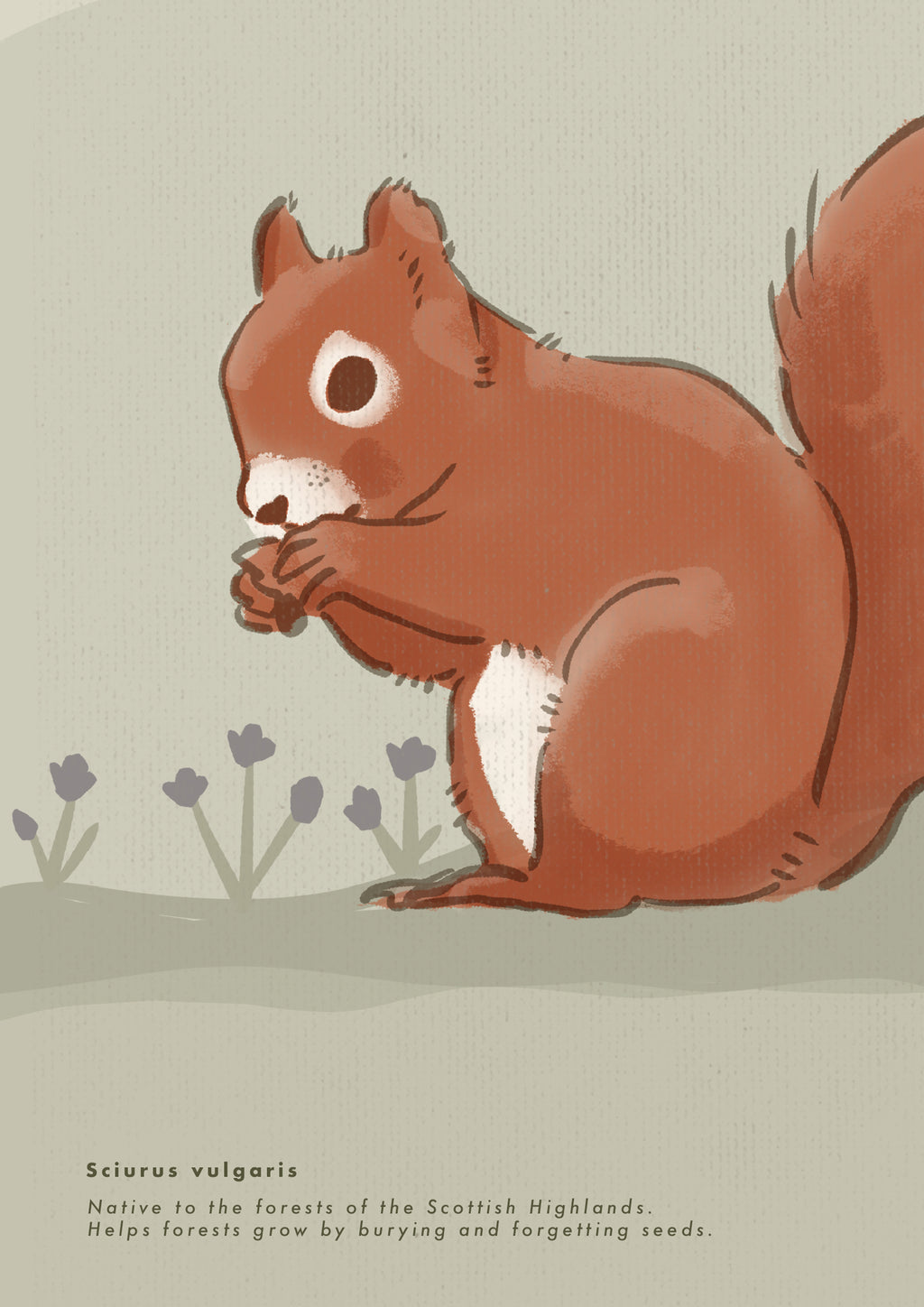 Red Squirrel Poster · Scottish Highlands, Scotland