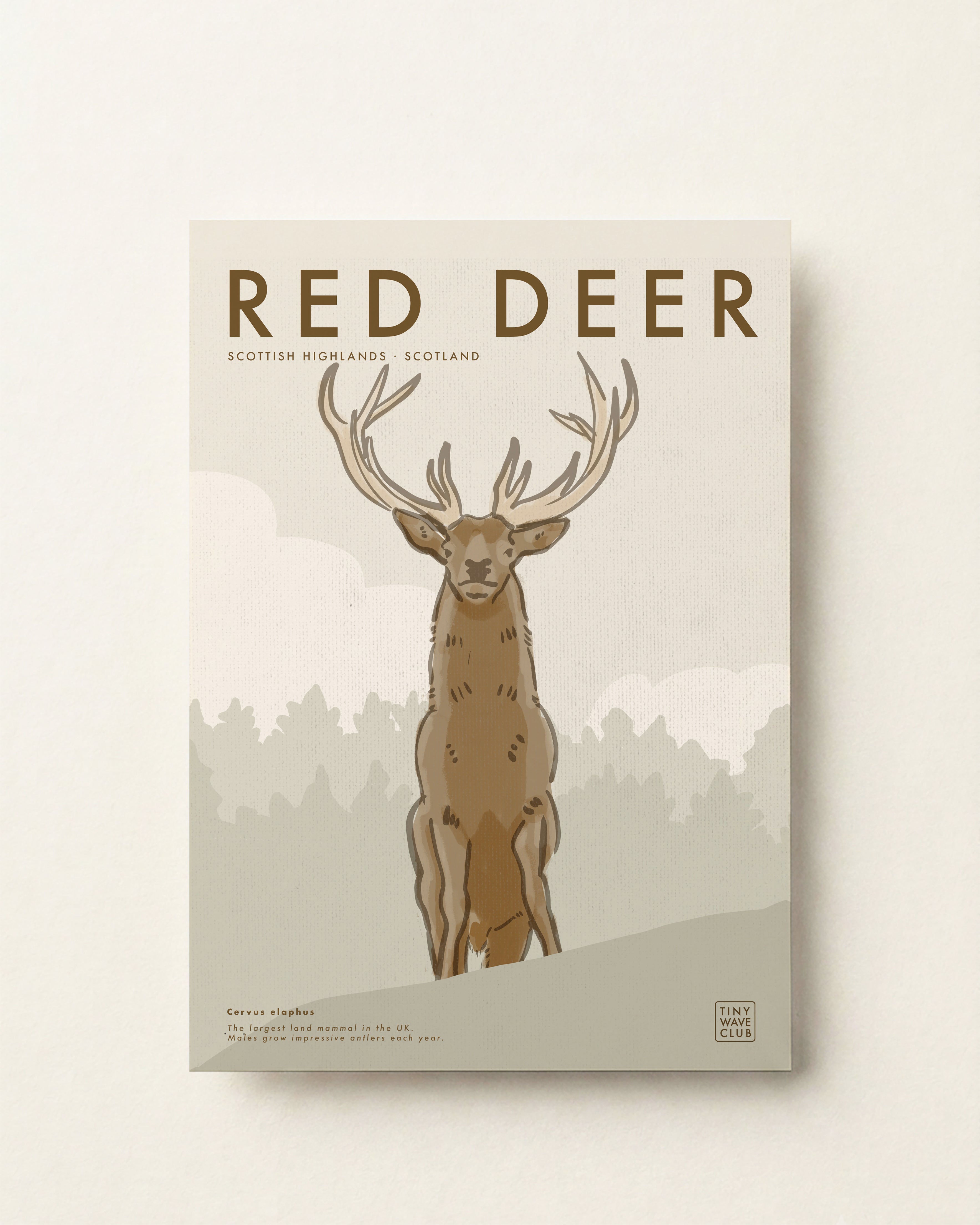 Red Deer · Scottish Highlands, Scotland