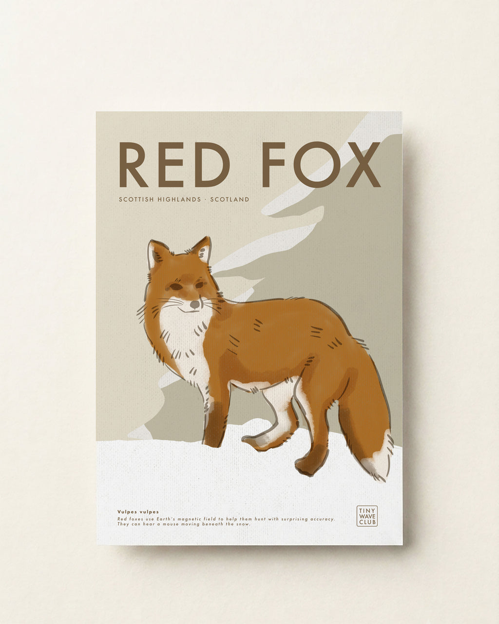 Red Fox Poster · Scottish Highlands, Scotland