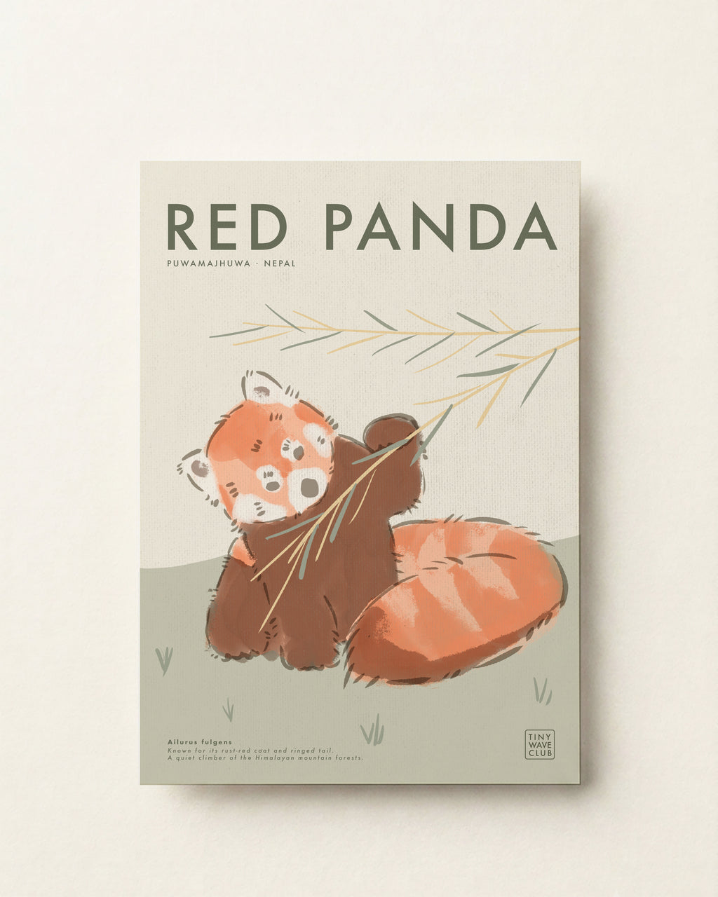 Red Panda Poster · Puwamajhuwa, Nepal