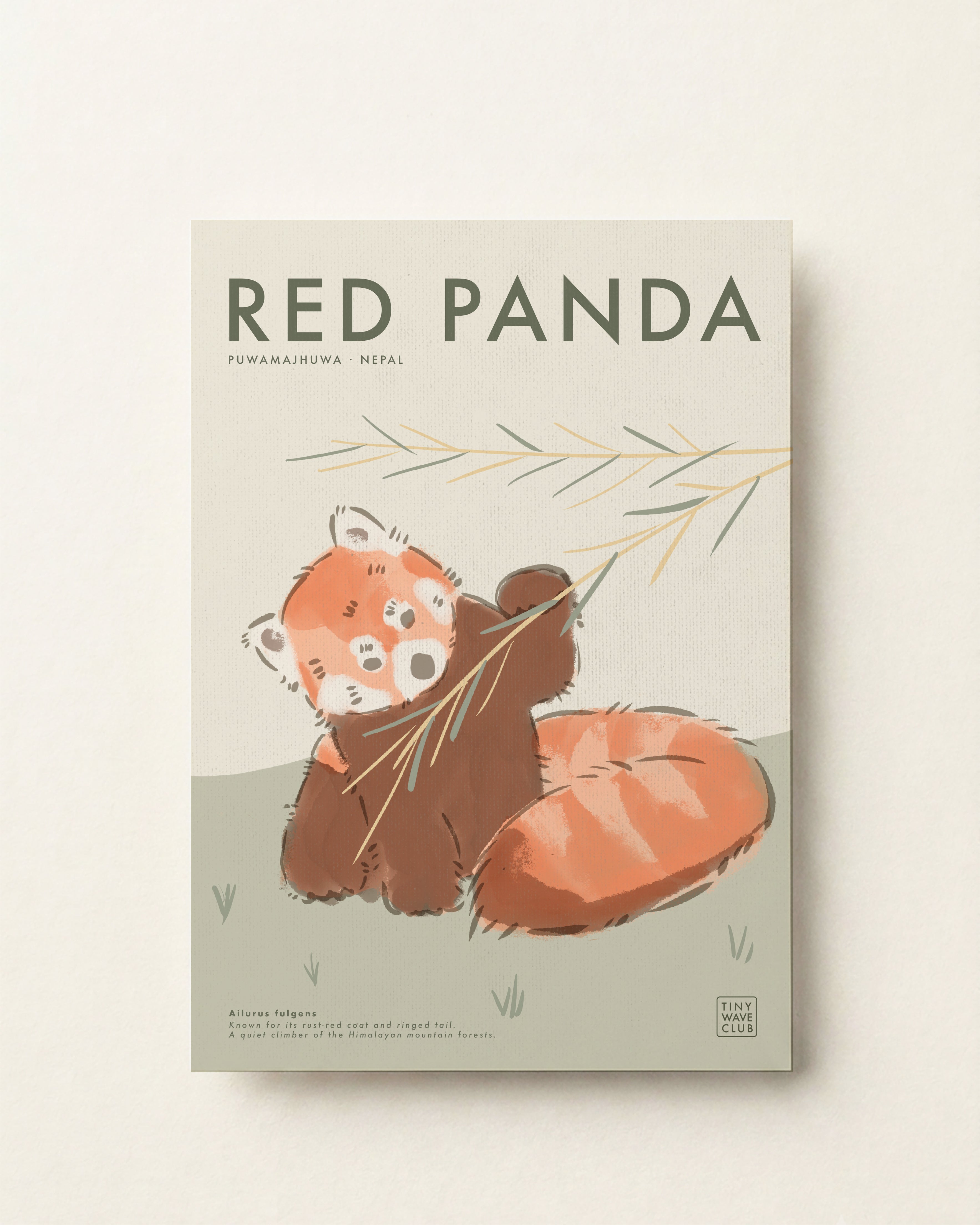 Red Panda · Puwamajhuwa, Nepal