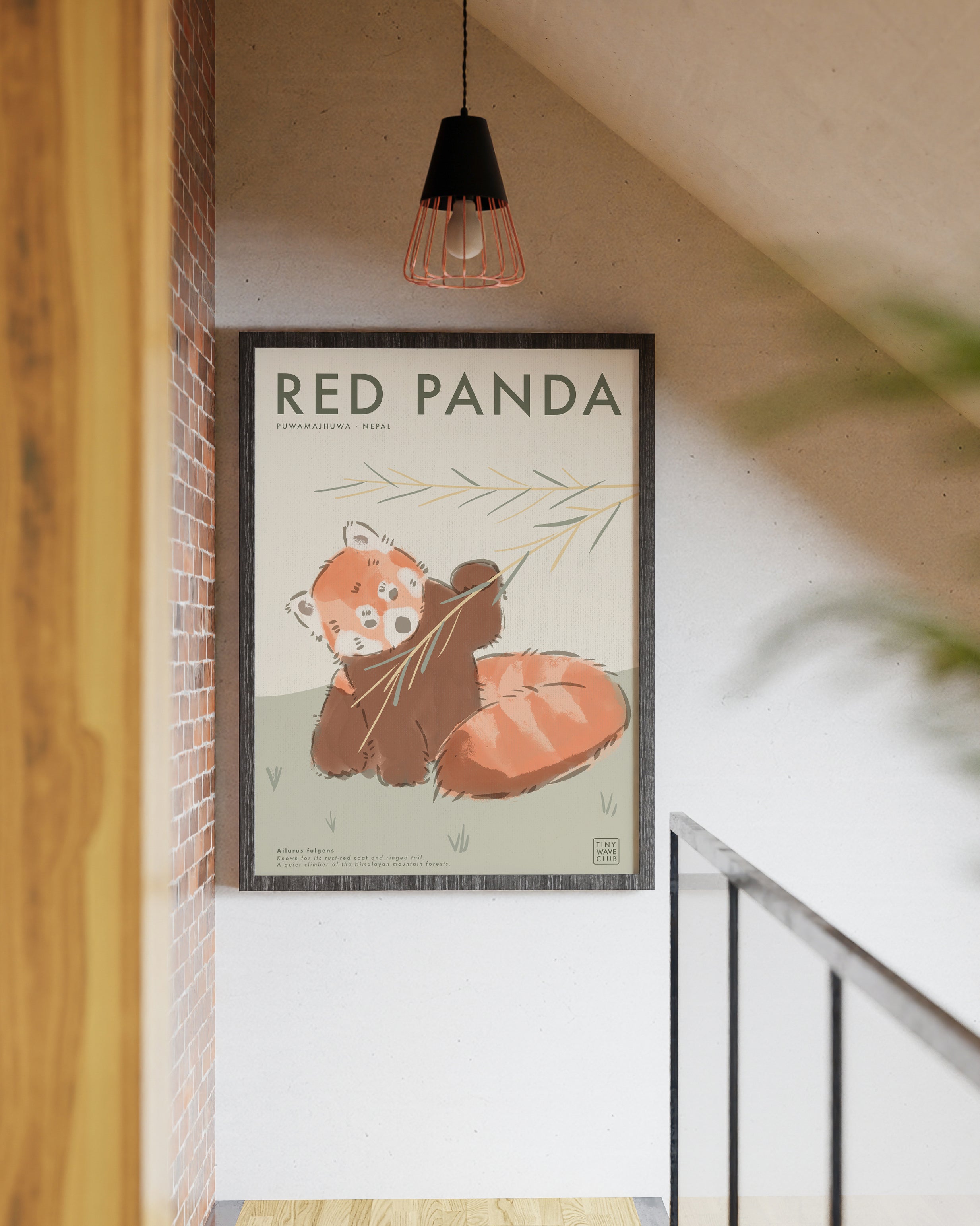 Red Panda · Puwamajhuwa, Nepal