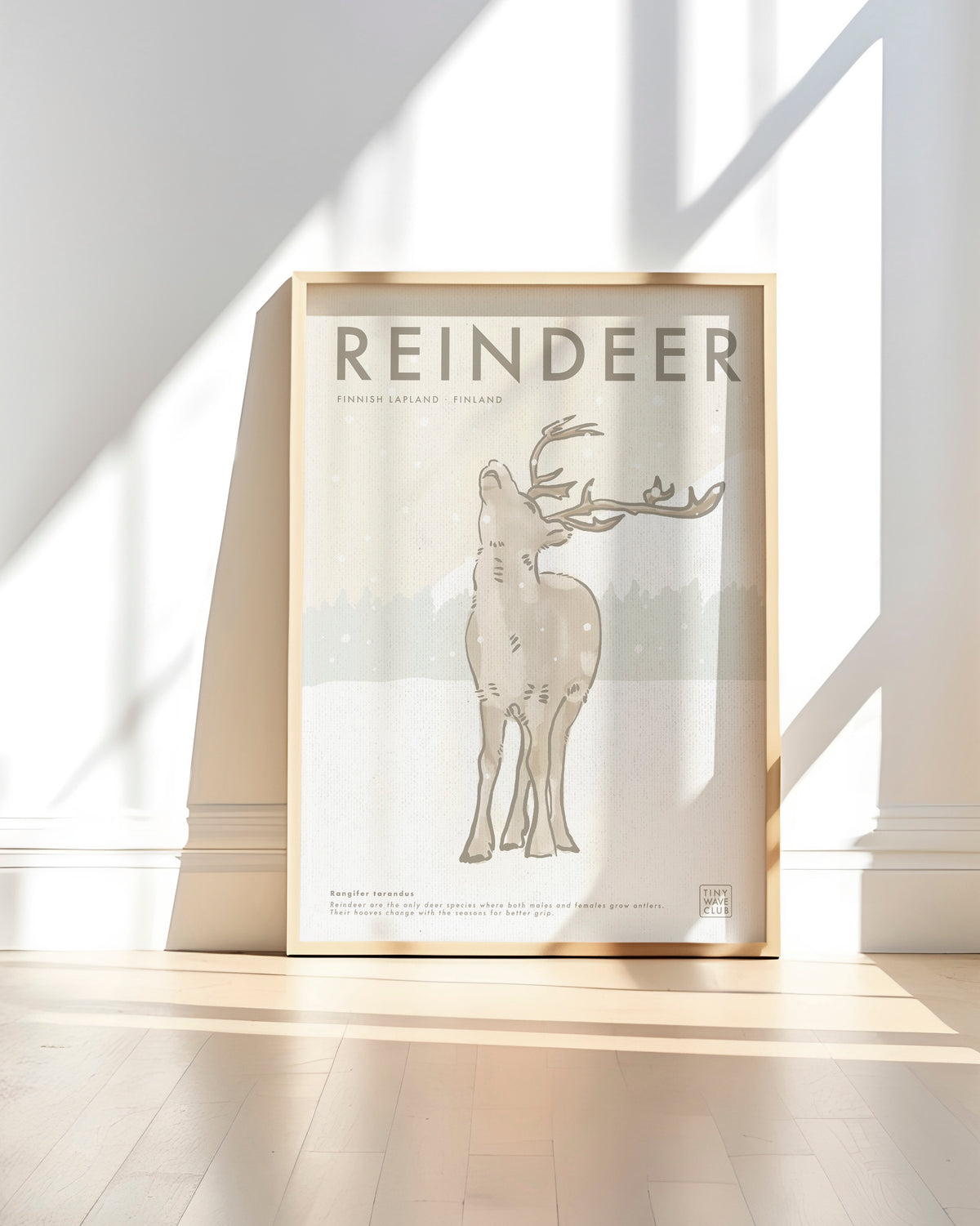 Reindeer Poster · Finnish Lapland, Finland