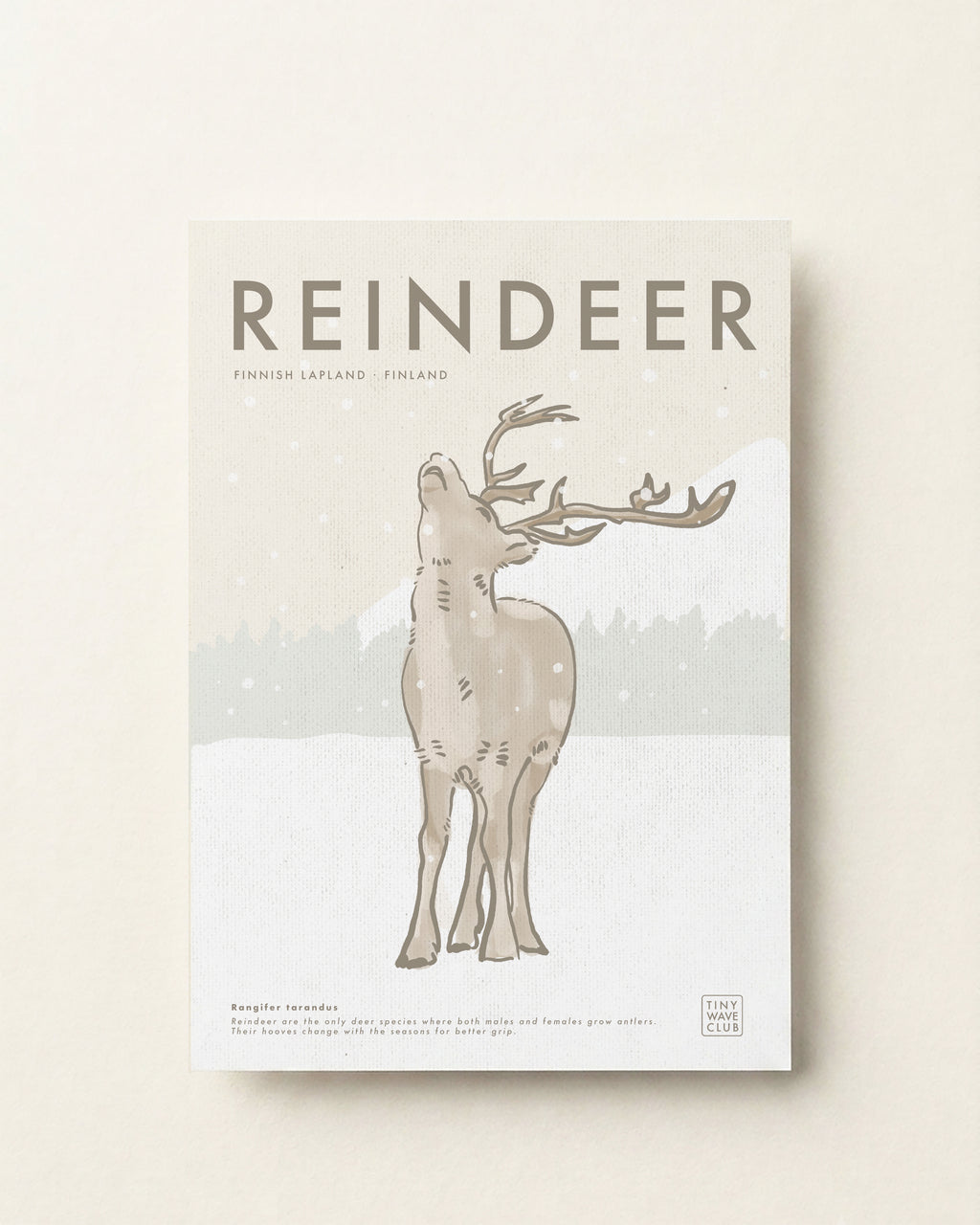 Reindeer Poster · Finnish Lapland, Finland