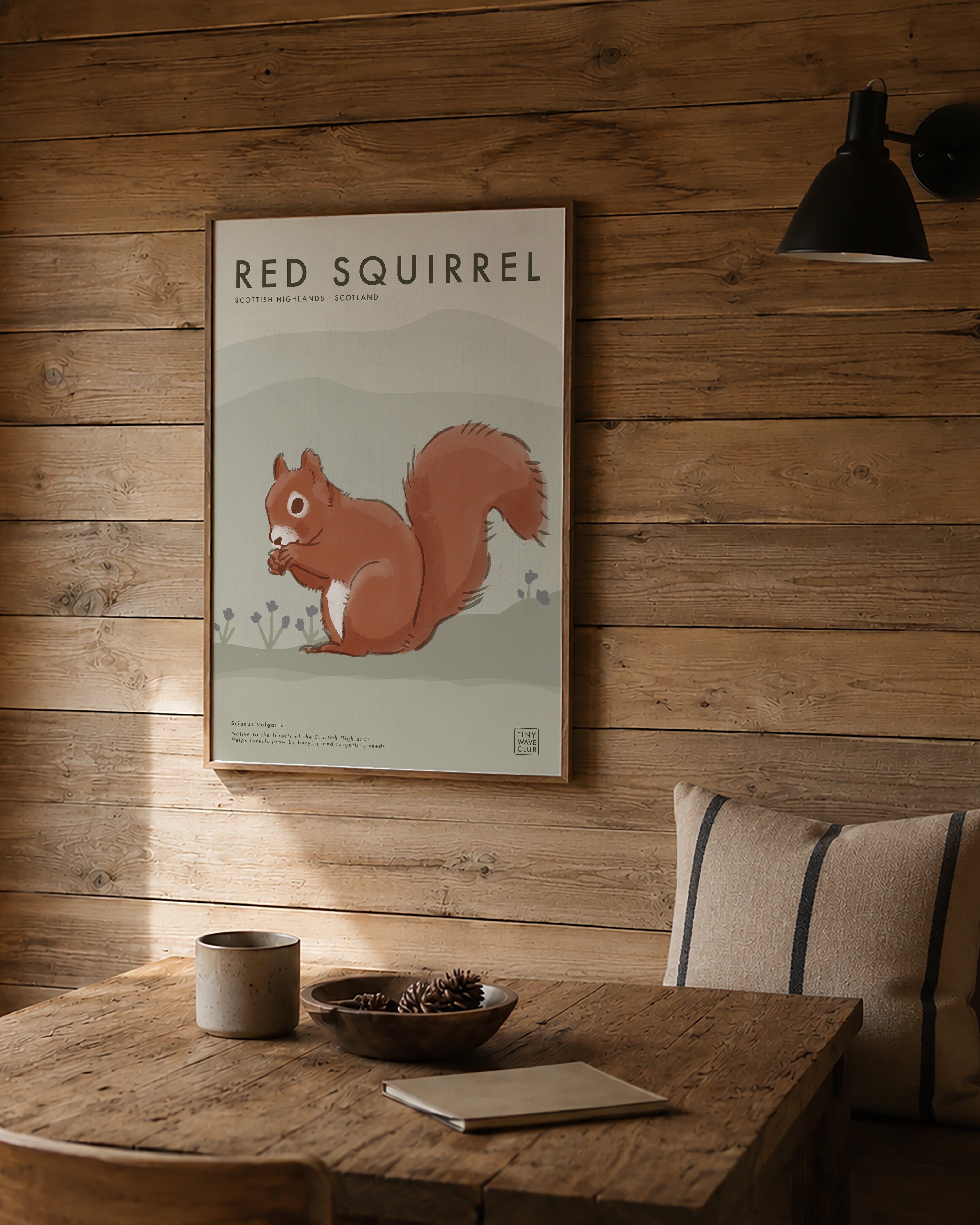 Red Squirrel · Scottish Highlands, Scotland