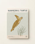 Hawksbill Turtle · Holbox Island, Mexico
