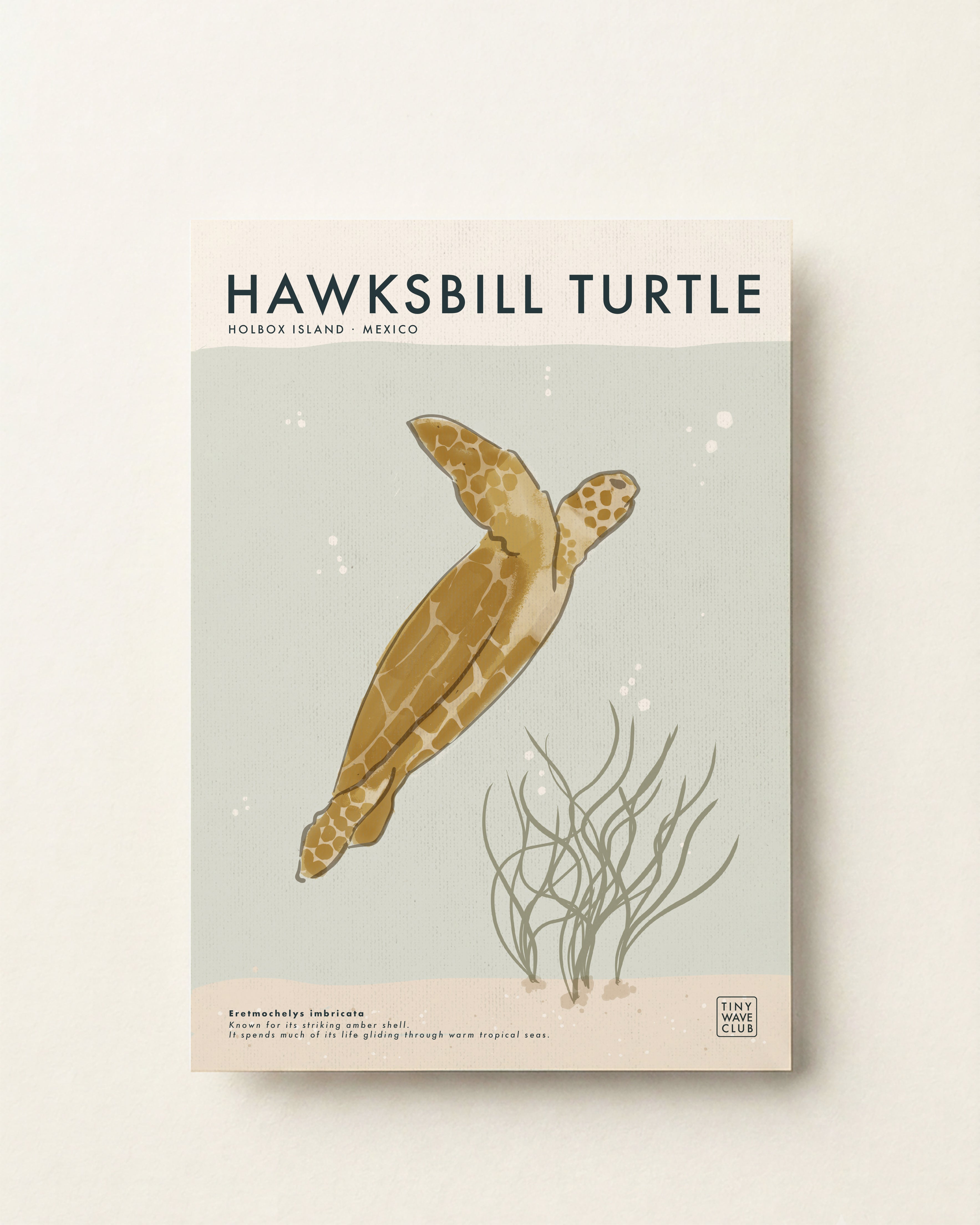 Hawksbill Turtle · Holbox Island, Mexico
