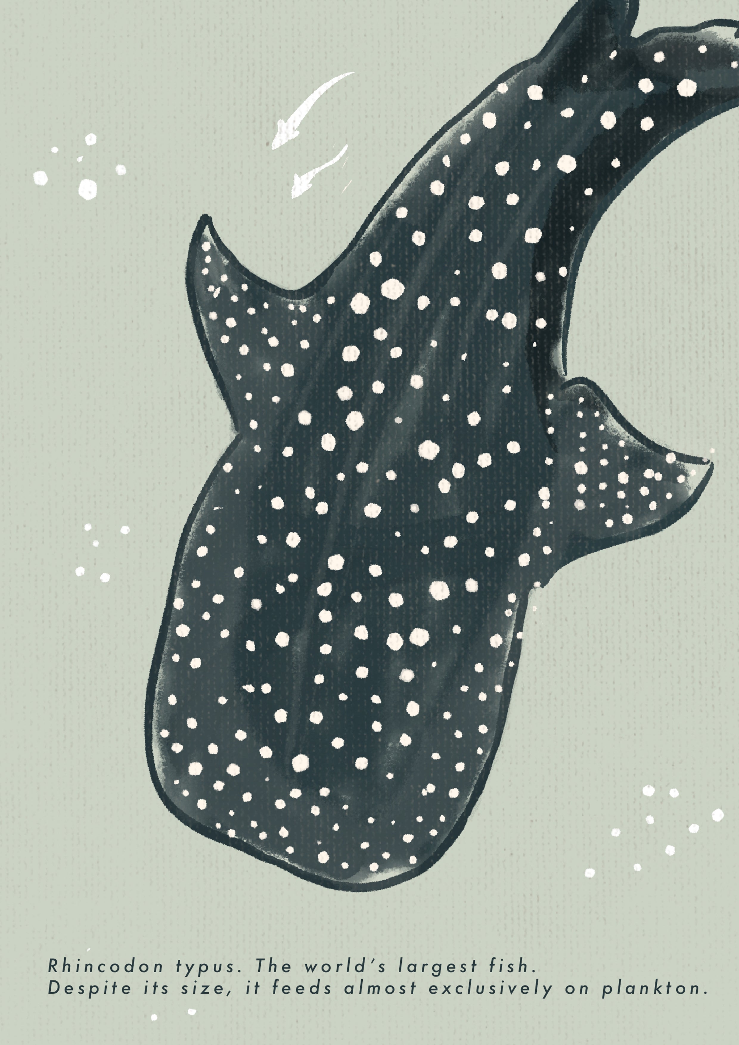 Whale Shark Poster · Holbox Island, Mexico