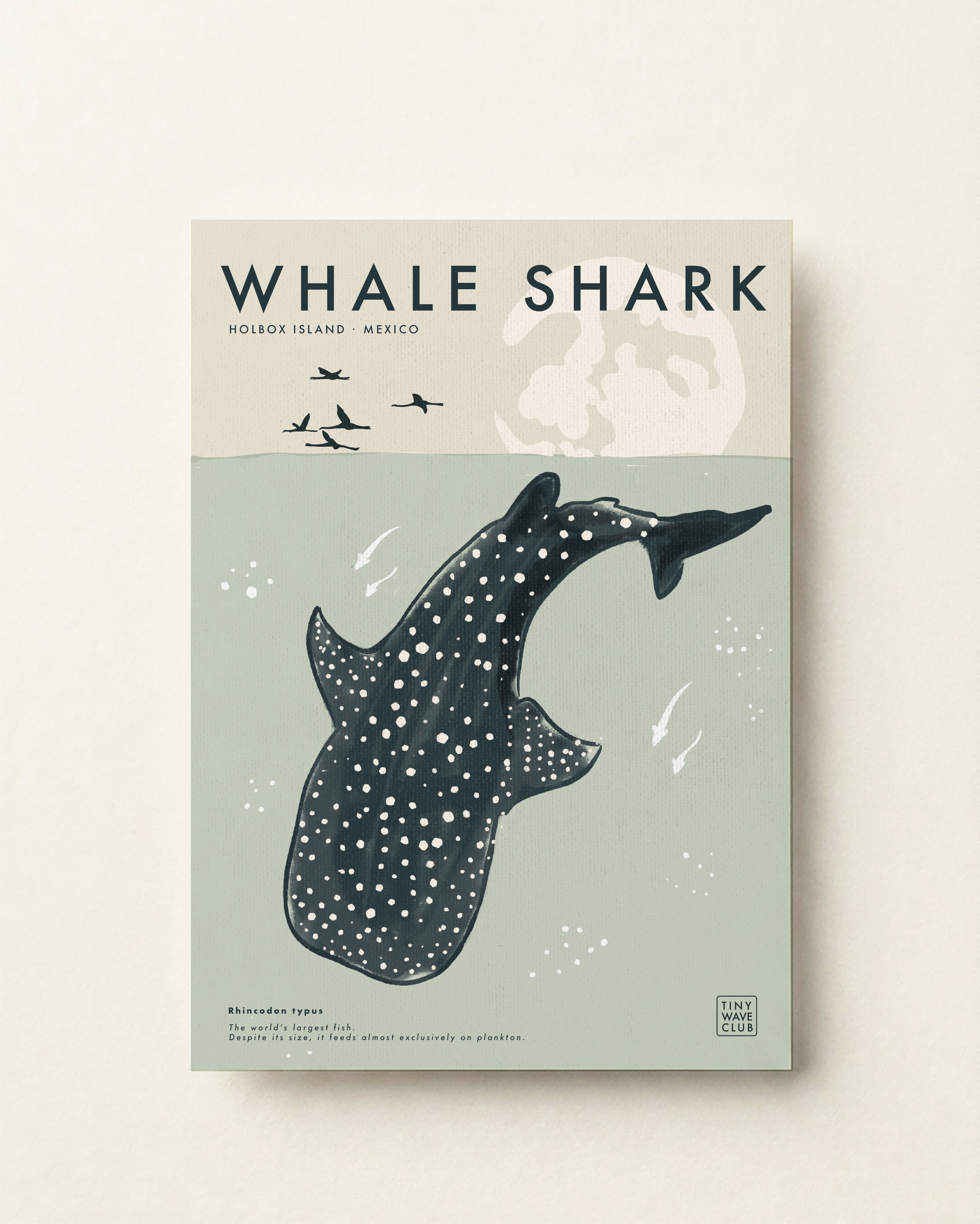 Whale Shark · Holbox Island, Mexico