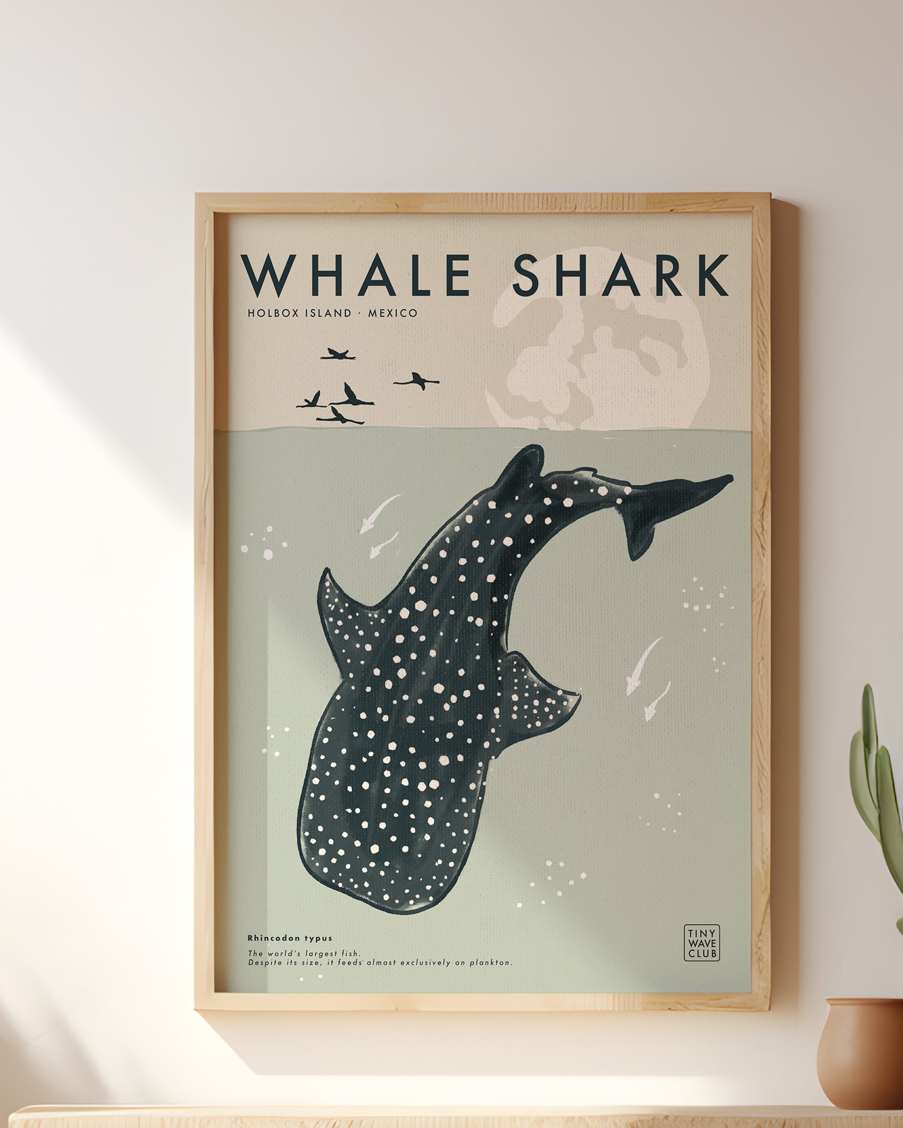 Whale Shark · Holbox Island, Mexico